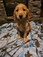 Patty, a female Golden Retriever for sale in Fort Ripley, MN – 5 of 10