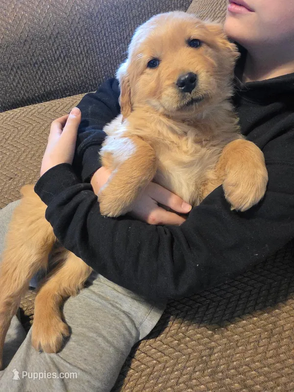 Hannah, a female Golden Retriever for sale in Fort Ripley, MN – Photo 1 of 6
