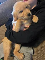 Hannah, a female Golden Retriever for sale in Fort Ripley, MN – Photo 6 of 6
