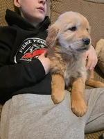 Hannah, a female Golden Retriever for sale in Fort Ripley, MN – Photo 4 of 6