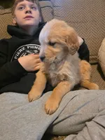 Hannah, a female Golden Retriever for sale in Fort Ripley, MN – Photo 3 of 6