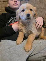 Hannah, a female Golden Retriever for sale in Fort Ripley, MN – Photo 2 of 6