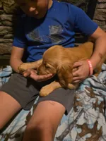 Patty, a female Golden Retriever for sale in Fort Ripley, MN – 9 of 10