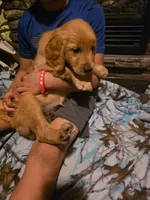 Patty, a female Golden Retriever for sale in Fort Ripley, MN – 7 of 10