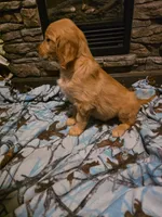Patty, a female Golden Retriever for sale in Fort Ripley, MN – 6 of 10