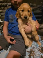 Patty, a female Golden Retriever for sale in Fort Ripley, MN – 3 of 10