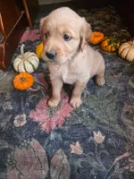 Dusty, a male Golden Retriever for sale in Fort Ripley, MN – 3 of 8