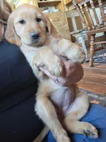 Hazel, a female Golden Retriever for sale in Fort Ripley, MN – 6 of 7