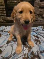 Tator Tot, a male Golden Retriever for sale in Fort Ripley, MN – 6 of 6