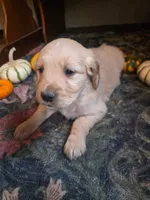 Dusty, a male Golden Retriever for sale in Fort Ripley, MN – 5 of 8
