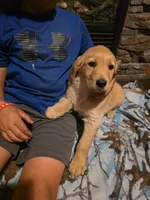 Sprite, a female Golden Retriever for sale in Fort Ripley, MN – 5 of 6