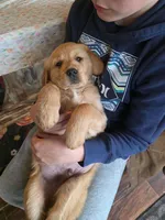 Max, a male Golden Retriever for sale in Fort Ripley, MN – Photo 6 of 6