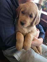 Max, a male Golden Retriever for sale in Fort Ripley, MN – Photo 4 of 6
