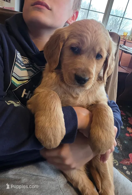 Max – Golden Retriever puppy for sale in Fort Ripley, MN