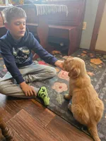 Max, a male Golden Retriever for sale in Fort Ripley, MN – Photo 5 of 6