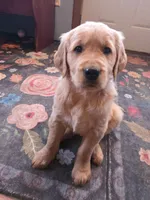 Max, a male Golden Retriever for sale in Fort Ripley, MN – Photo 2 of 6