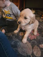 Wren, a female Golden Retriever for sale in Fort Ripley, MN – 4 of 10