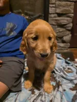 Patty, a female Golden Retriever for sale in Fort Ripley, MN – 2 of 10