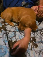 McDonald, a male Golden Retriever for sale in Fort Ripley, MN – 6 of 7