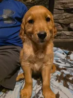 Pepper, a female Golden Retriever for sale in Fort Ripley, MN – 3 of 8