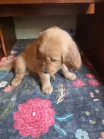 Scarlette, a female Golden Retriever for sale in Fort Ripley, MN – 7 of 9