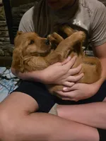 McDonald, a male Golden Retriever for sale in Fort Ripley, MN – 4 of 7