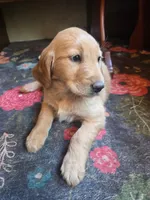 Hazel, a female Golden Retriever for sale in Fort Ripley, MN – 3 of 7