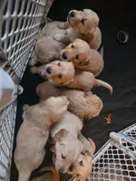 Dusty, a male Golden Retriever for sale in Fort Ripley, MN – 8 of 8