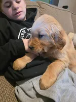 Wilson, a male Golden Retriever for sale in Fort Ripley, MN – Photo 4 of 5