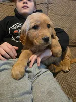 Wilson, a male Golden Retriever for sale in Fort Ripley, MN – Photo 1 of 5