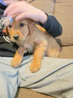 Trixie, a female Golden Retriever for sale in Fort Ripley, MN – Photo 9 of 10