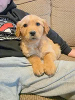 Trixie, a female Golden Retriever for sale in Fort Ripley, MN – Photo 4 of 10