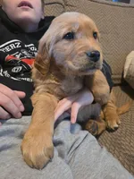 Wilson, a male Golden Retriever for sale in Fort Ripley, MN – Photo 2 of 5