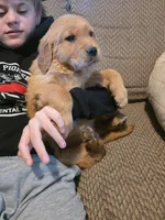 Wilson, a male Golden Retriever for sale in Fort Ripley, MN – Photo 5 of 5