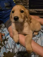 Nugget, a male Golden Retriever for sale in Fort Ripley, MN – 2 of 6