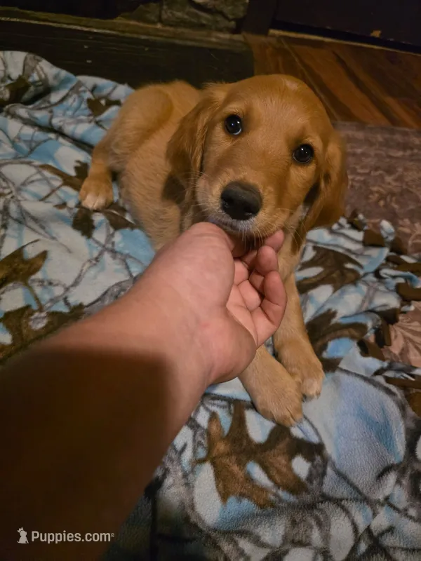 Cookie – Golden Retriever puppy for sale in Fort Ripley, MN