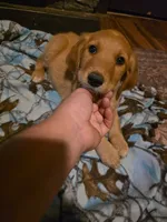 Cookie, a female Golden Retriever for sale in Fort Ripley, MN – 1 of 6