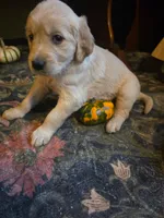 Wren, a female Golden Retriever for sale in Fort Ripley, MN – 7 of 10