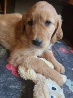 Pumpkin, a female Golden Retriever for sale in Fort Ripley, MN – 5 of 8