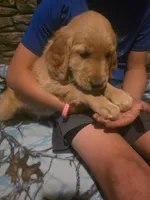 Pickles, a male Golden Retriever for sale in Fort Ripley, MN – 7 of 8