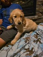 Sprite, a female Golden Retriever for sale in Fort Ripley, MN – 2 of 6