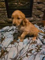 Patty, a female Golden Retriever for sale in Fort Ripley, MN – 10 of 10