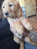 Hazel, a female Golden Retriever for sale in Fort Ripley, MN – 2 of 7