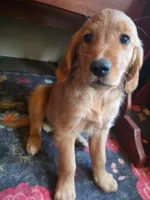 Pumpkin, a female Golden Retriever for sale in Fort Ripley, MN – 2 of 8