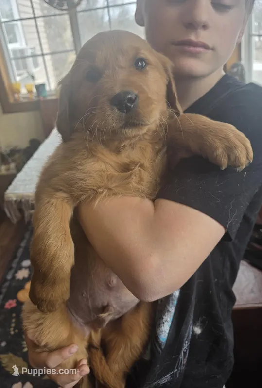 Rover, a female Golden Retriever for sale in Fort Ripley, MN – Photo 1 of 1