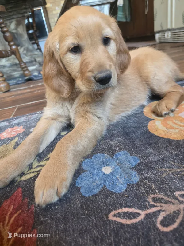 Hazel – Golden Retriever puppy for sale in Fort Ripley, MN