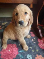 Scarlette, a female Golden Retriever for sale in Fort Ripley, MN – 5 of 9
