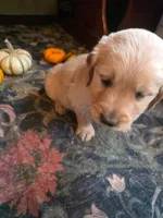 Dusty, a male Golden Retriever for sale in Fort Ripley, MN – 4 of 8