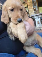 Pumpkin, a female Golden Retriever for sale in Fort Ripley, MN – 4 of 8