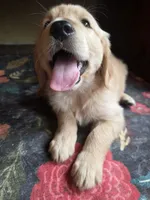 Barley, a male Golden Retriever for sale in Fort Ripley, MN – 7 of 9